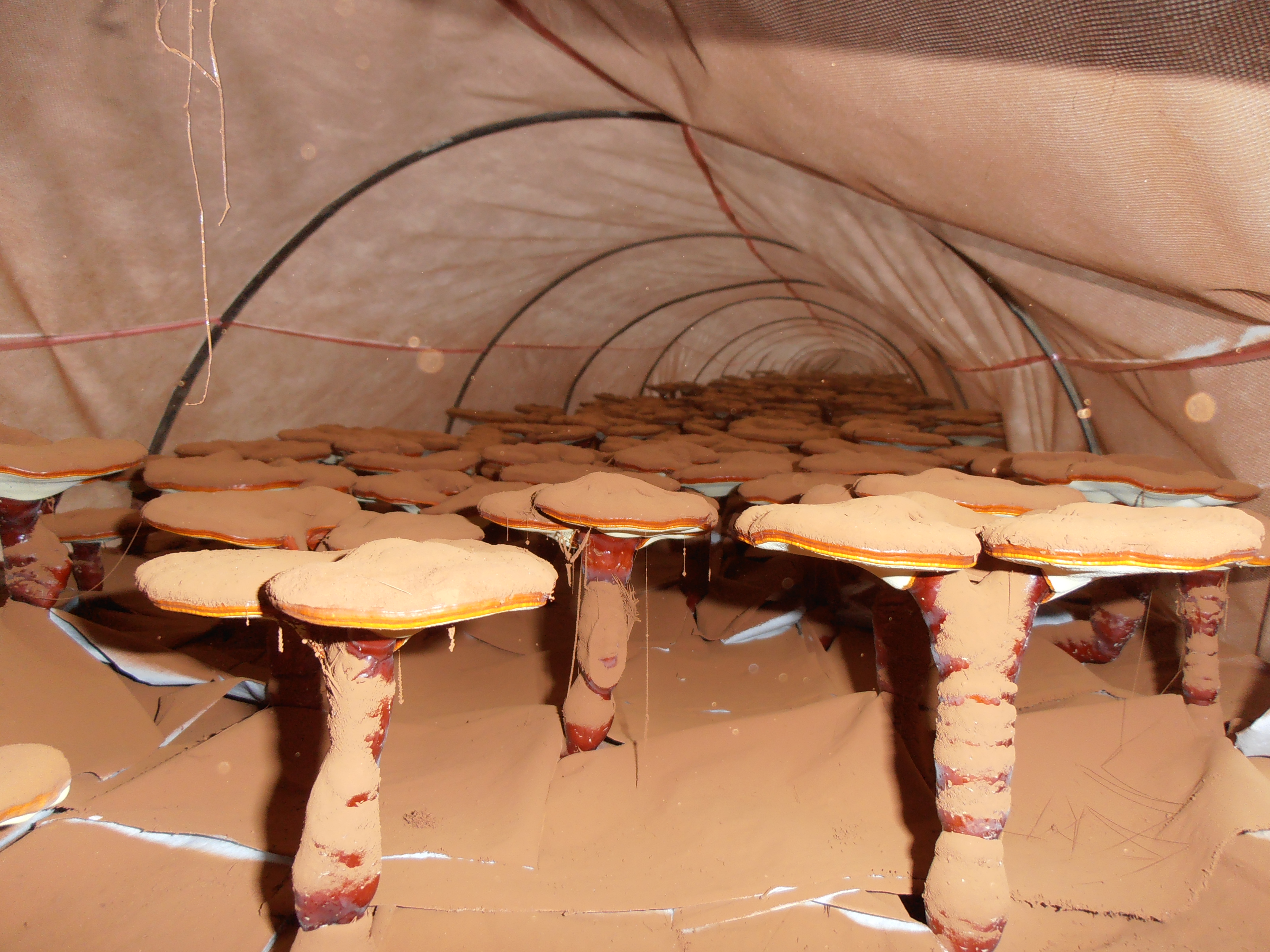 菇新灵芝基地考察