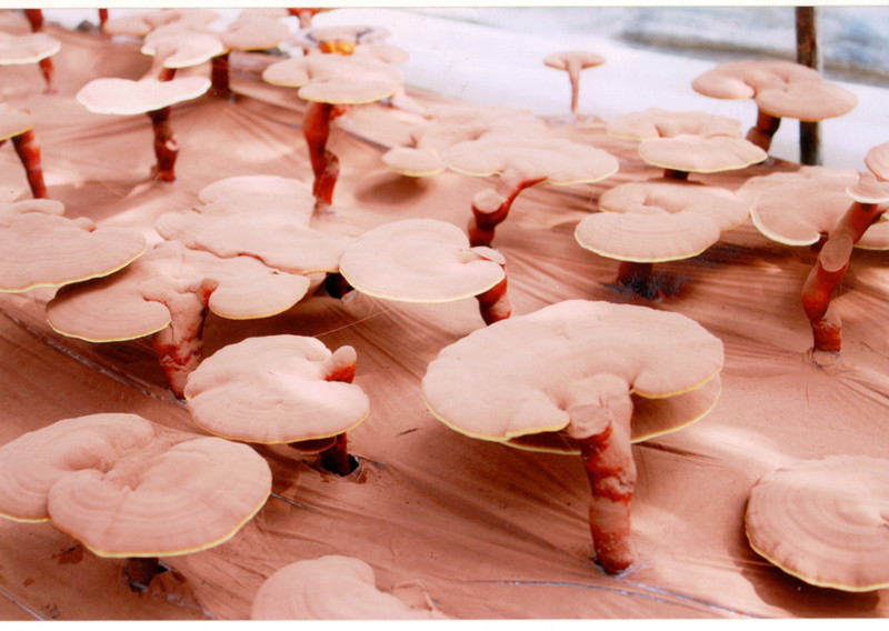 菇新灵芝基地考察