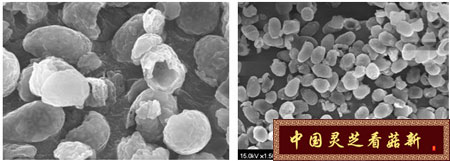 显微镜下破壁后的灵芝孢子粉 显微镜下破壁后的灵芝孢子粉