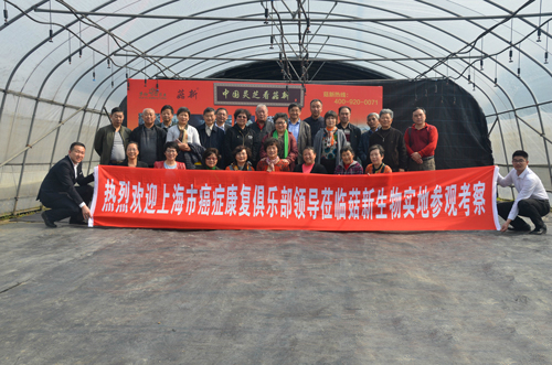 大汉灵芝大棚 大汉灵芝大棚