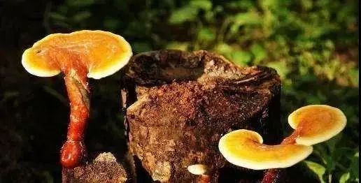 灵芝的药用价值